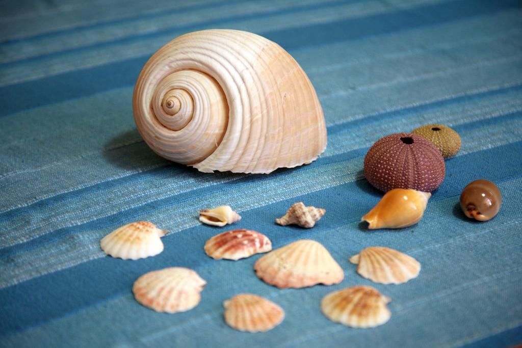 Willa Terra Di Mare Vignacastrisi Pokój zdjęcie